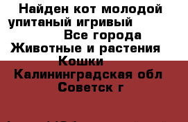 Найден кот,молодой упитаный игривый 12.03.2017 - Все города Животные и растения » Кошки   . Калининградская обл.,Советск г.